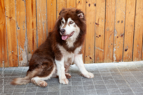 Portrait of a Siberian Husky,Canis lupus familiaris)