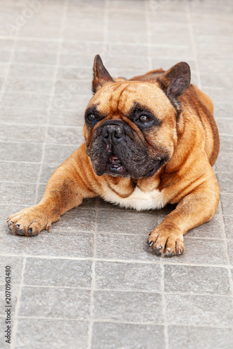 Young Pug,Canis lupus familiaris)