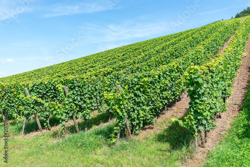 Photos Low angle view with rows of vine in a vineyard against a blue summer sky, Trier,