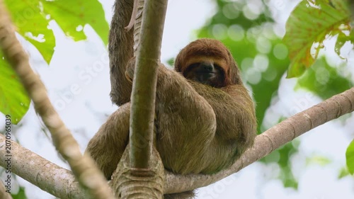 A three-toed sloth with distinctive reddish-brown fur rests peacefully on tree branches in a lush tropical rainforest. Green foliage frames the relaxed mammal against a bright overcast sky.