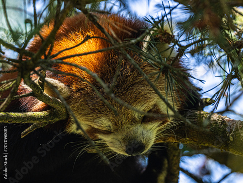 Foto Red panda (Ailurus fulgens) with reddish-brown fur and bushy ringed tail