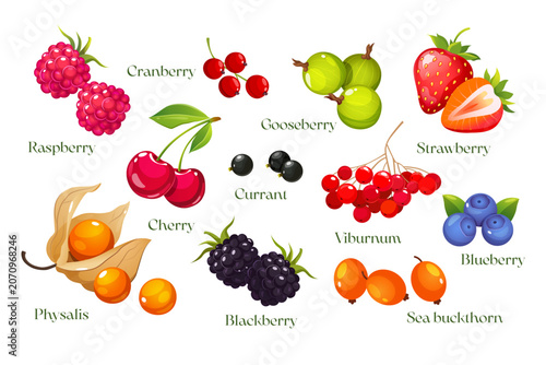Fresh Summer Berries Set with Names, Vector Cartoon Collection of Ripe Strawberry, Raspberry, Blackberry, Blueberry, Cherry, Gooseberry, Cranberry, Physalis, Viburnum and Sea Buckthorn