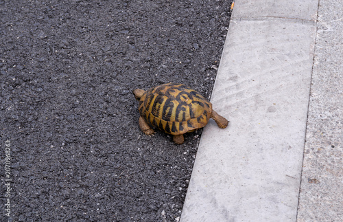 Canvas Print Balkan land turtle Testudo hermanni on a street pavement in Kotor Bay area