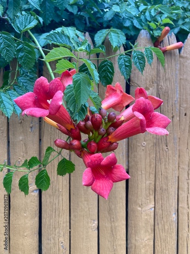 Trumpet vine flowers on wooden background