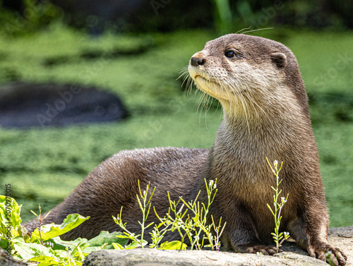 African clawless otter close-up