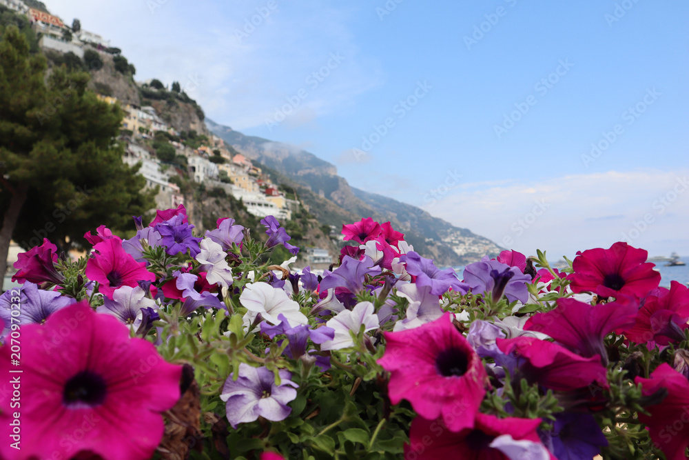 Obraz premium Vibrant petunia flowers on a sunny day on the Amalfi Coast