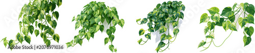 A climbing pothos vine with heart-shaped leaves cascades elegantly in a flat design, featuring vibrant lime green and deep emerald variegation against a clean, minimalist background