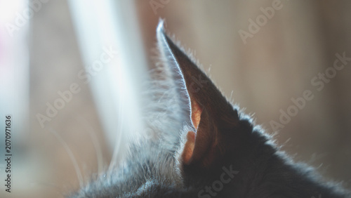 Tableau sur toile Macro shot of a cat's pointy ear back-lit by soft natural light, highlighting the delicate fur textures and whiskers with a beautiful blurred background