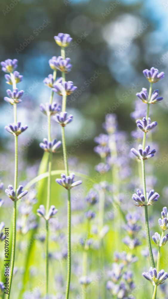 Fototapeta premium Close-up macro shot of beautiful blooming lavender flowers in a field with a soft blurry green background on a sunny summer day.