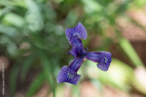iris flower closeup