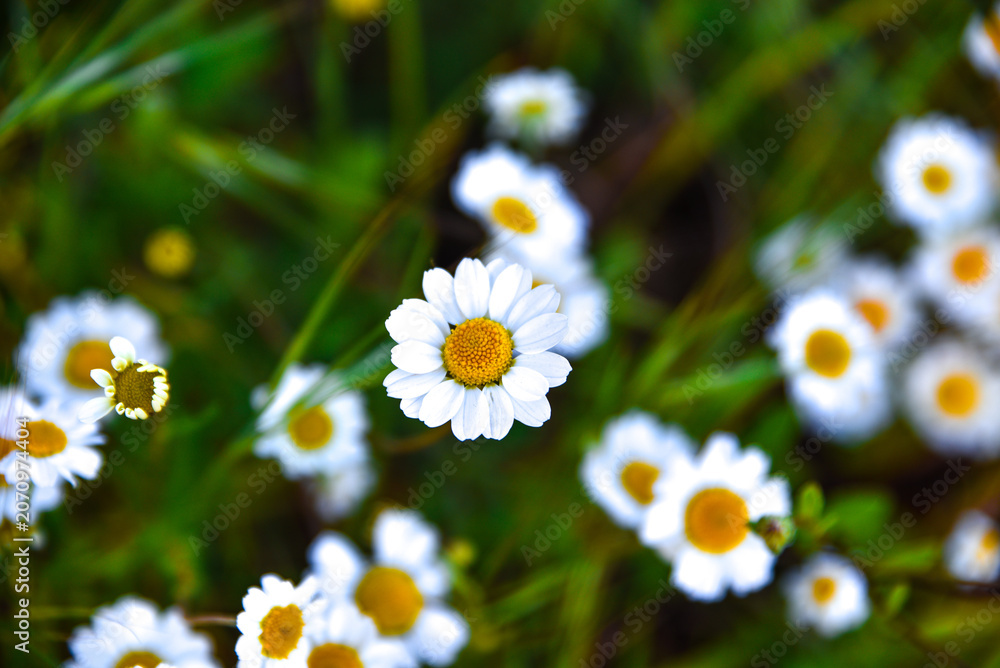 Fototapeta premium Closed up of Chamomile gardenfield a little yellowish white flowers commonly called German chamomile daisy.One of popular herb. Flower of garden or medicinal chamomile (Matricaria recutita). concept