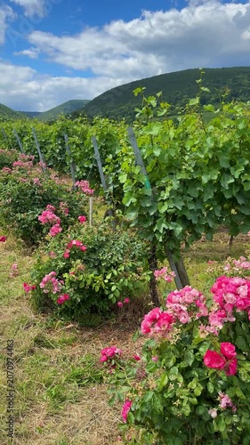 Beautiful rows of green vineyards with blooming pink roses at the edge , vertical video

