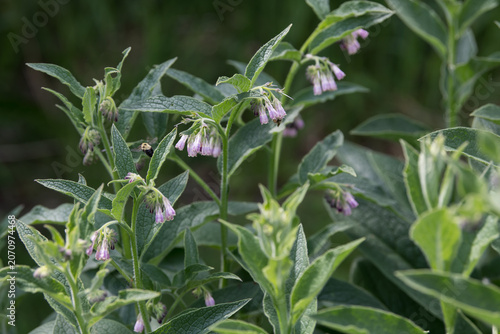 small purple flowers in wind