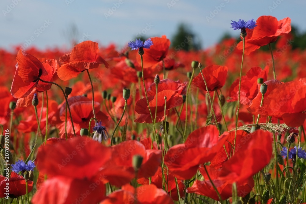 Fototapeta premium Cornflower among the poppies in the field. Amazing rural scenery of field with red poppies.
