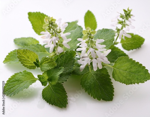 flowering lemon balm fresh herb sprigs on white background