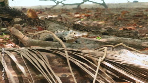 Wild gray iguana with prominent dorsal spines rests alertly on fallen log amid scattered dried palm fronds and brown leaves on tropical forest floor with soft natural daylight filtering through.