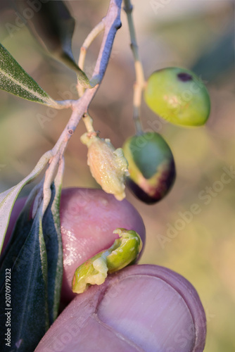 Foto Hand pressing olive fruit checking ripeness on branch