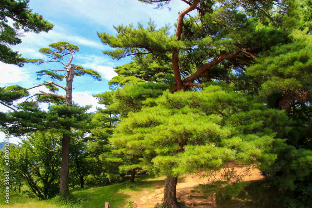 Fototapeta premium 春日山城跡