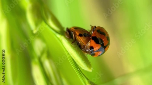 Coccinellidae Ladybugs Mating on a Green Rice Grain