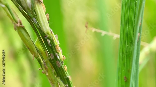 Nilaparvata Lugens Brown Plant Hoppers Pest on Rice Stalk
