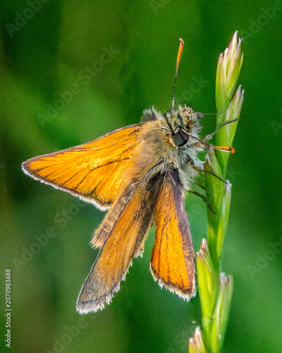 Essex skipper. Tiny British butterfly. Macro image.