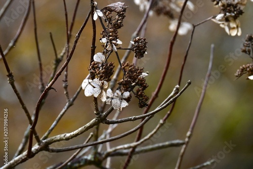 Fotografie Panicled hydrangea capsules and sterile florets