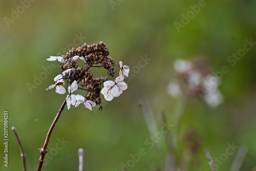 Photography Panicled hydrangea capsules and sterile florets