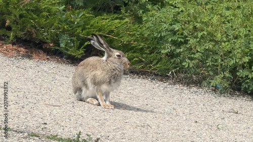Profile view of a wild brown jackrabbit sitting alert on a gravel pathway next to green garden bushes on a sunny day.