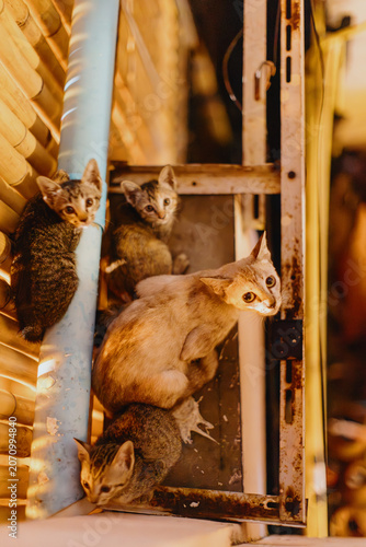 Фотография BANGKOK, THAILAND, 5 October 2025: A mother cat and her kittens huddle together for warmth and safety under a makeshift shelter, seeking refuge from the elements