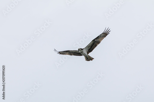 Fotografía Osprey in flight