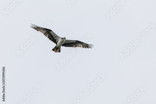 Osprey in flight