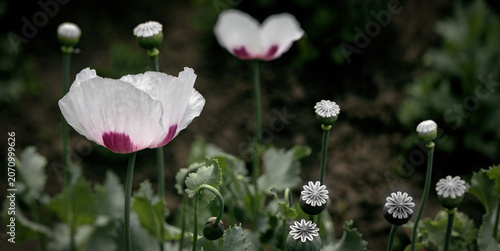 Vászonkép Poppy buds in black and white tones