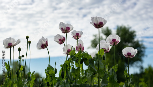 Картината върху платно Poppies in Ukrainian fields