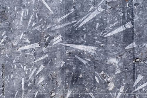 Top view macro shot of a grey marble stone surface filled with numerous white orthoceras fossils showing detailed prehistoric marine life and intricate geological textures in a natural background