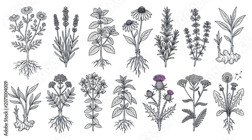 Cuadro en lienzo Hand drawn medicinal herbs and botanical plants set