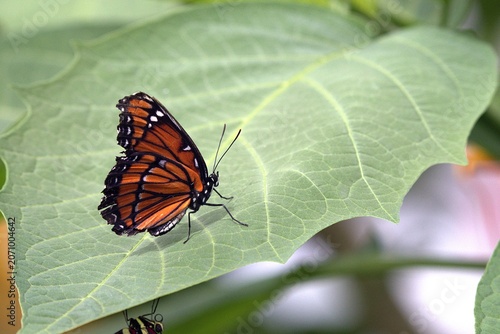 Foto A striking viceroy butterfly rests with upright folded wings on a large green leaf in a lush garden conservatory