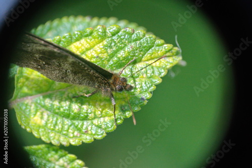 Canvastavla Brown skipper butterfly on a leaf in a field, in Cotacachi, Ecuador