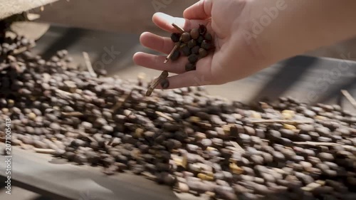 Close-up of a worker's hand inspecting and sorting freshly harvested black olives as they move along a conveyor belt during the production process at an agricultural processing facility