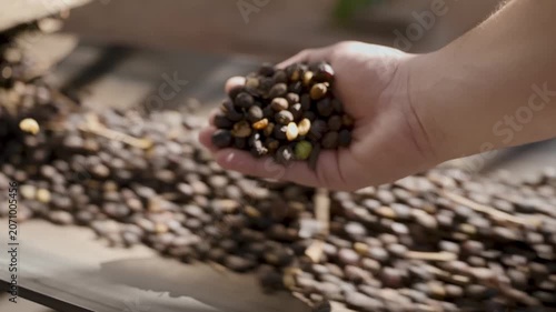 Close-up of a worker's hand holding a handful of dried coffee cherries over a moving conveyor belt during the sorting and production process at a professional coffee plantation facility