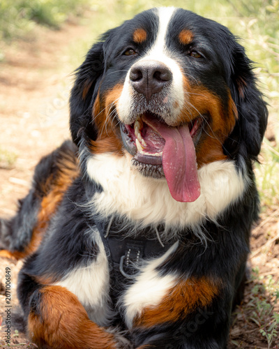 Tablou pe pânză Sasha the Berner 3