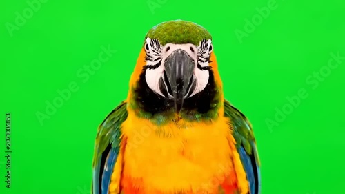 Close-up frontal view of a colorful blue and yellow macaw parrot against a green screen background, perfect for video editing and animal documentaries
