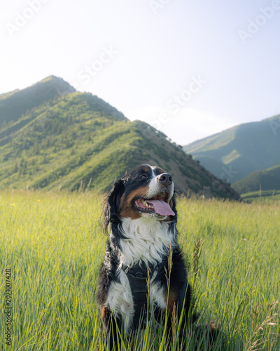 Fotografie Sasha the Hiking Berner