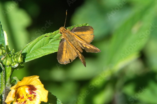 Foto Orange skipper butterfly on a wildflower in Cotacachi, Ecuador