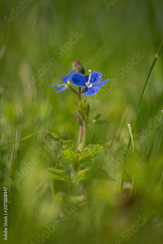Beautiful dark blue flower of speedwell (Veronica) growing in the grass.