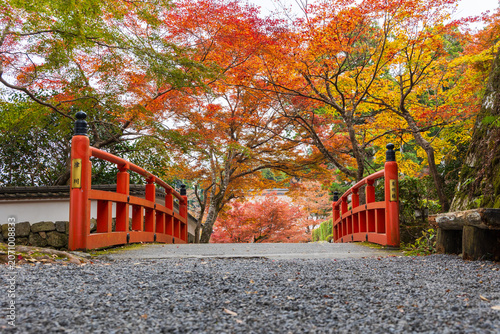 Fotografie 日本の風景・秋　京都　大原　紅葉の三千院