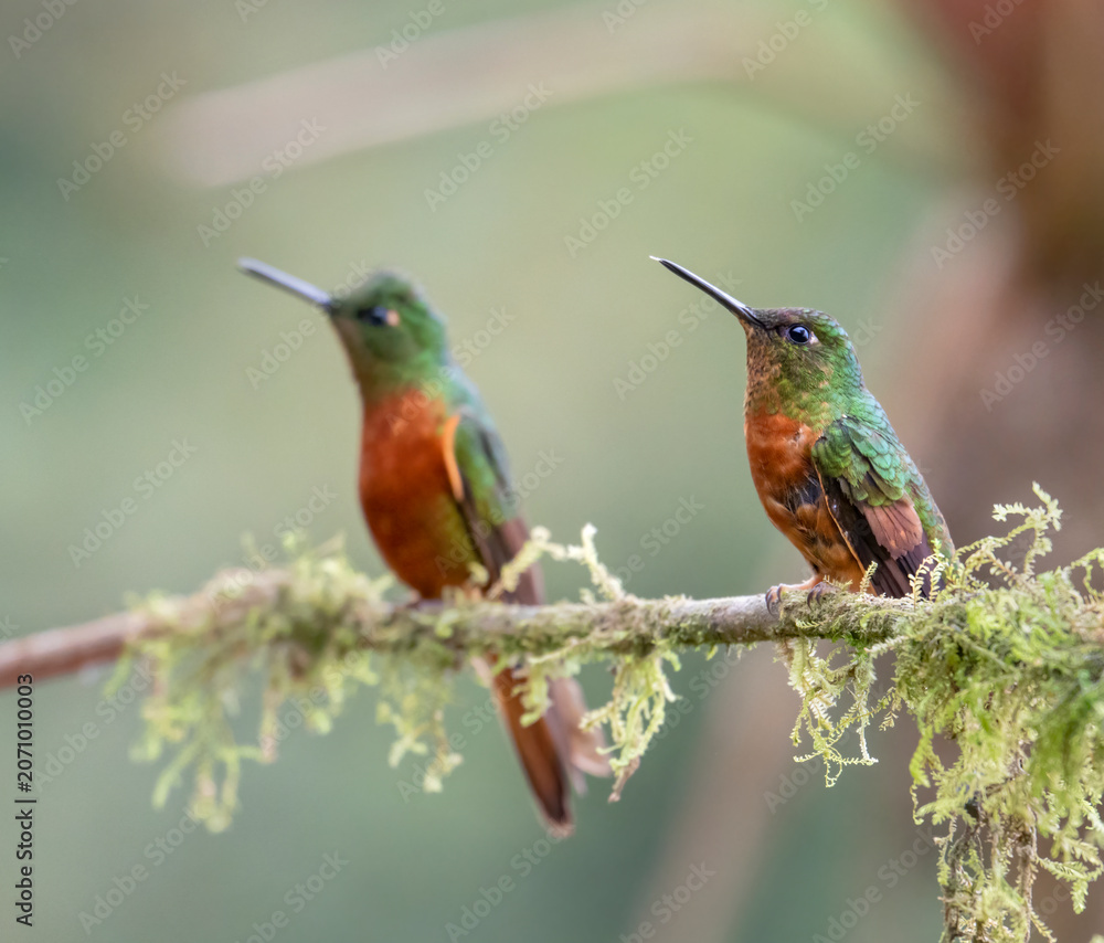 Fototapeta premium Chestnut-breasted Coronetc (Boissonneaua matthewsii) in Cloud Rainforest, Manu National Park, Peru