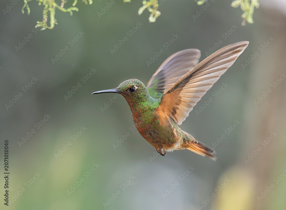 Fototapeta premium Chestnut-breasted Coronet (Boissonneaua matthewsii) in Cloud Rainforest, Manu National Park, Peru