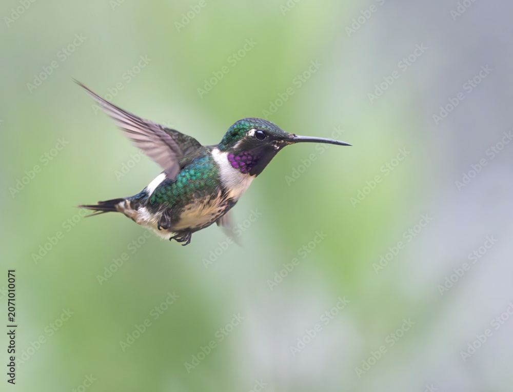 Obraz premium White-bellied Woodstar (Chaetocercus mulsant) Hovering Midair – Hummingbird in Flight