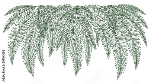 Obraz na plátně Elegant fern leaves botanical frame hanging down with detailed texture green line drawing