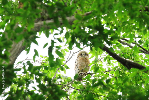 Fotografia フクロウの幼鳥